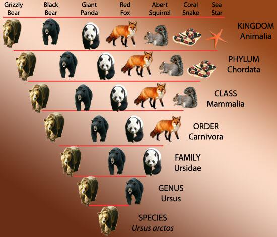 Principles Of Living Organisms Classification And Taxonomic Hierarchy 