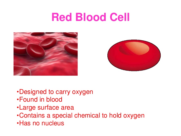 Red Blood Corpuscles Structure Science Online