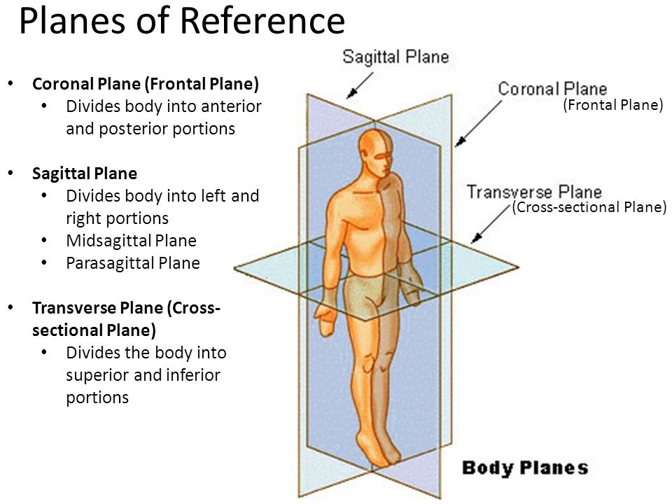 Importance Of Anatomical Body Position Planes Terms Of Movement 