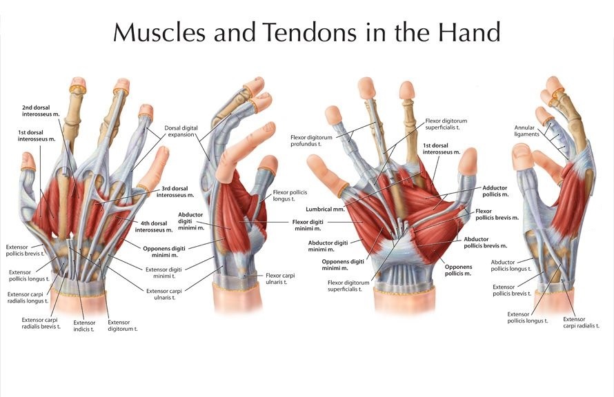 Hands Structure Function Bones Nerves Muscles And Anatomy Science
