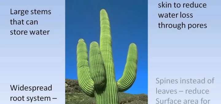 Cactus Adaptations