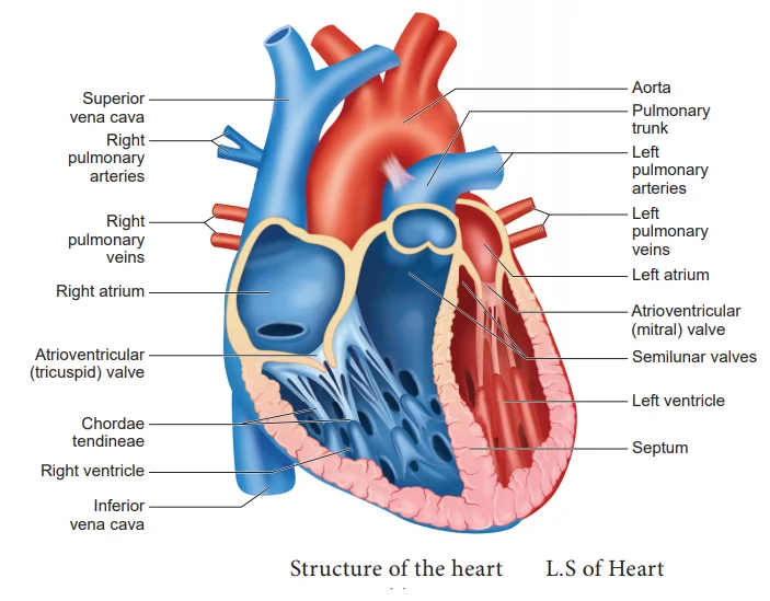 The structure and the function of the heart in the circulatory system ...