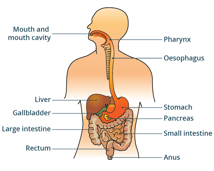 Structure and function of the digestive system in the human body ...