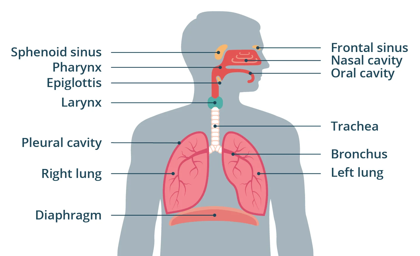 Structure of the human respiratory system | Science online