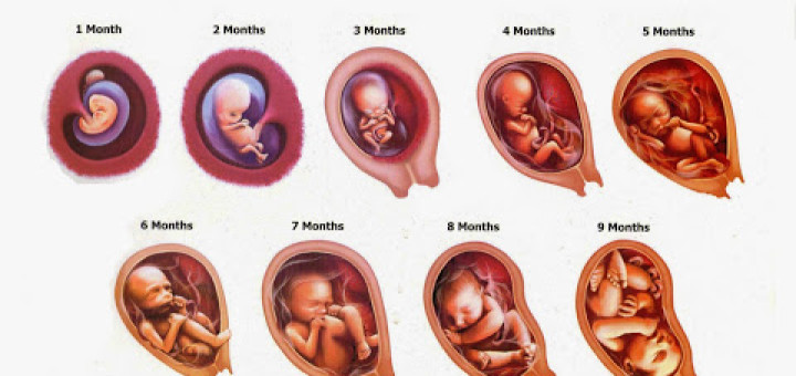 Normal Fetal Growth Science Online
