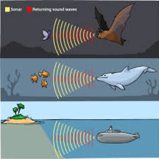 The effect of echo in locating the position of surfaces and barriers ...