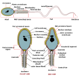 The advantage and the disadvantage of friction and the ways to decrease ...