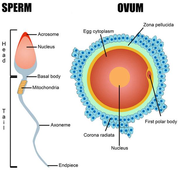 sperm production