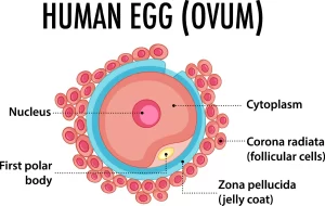 Structure of ovum