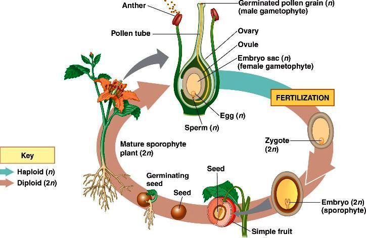 The Stages Of Fertilization Process In The Plants Science Online 