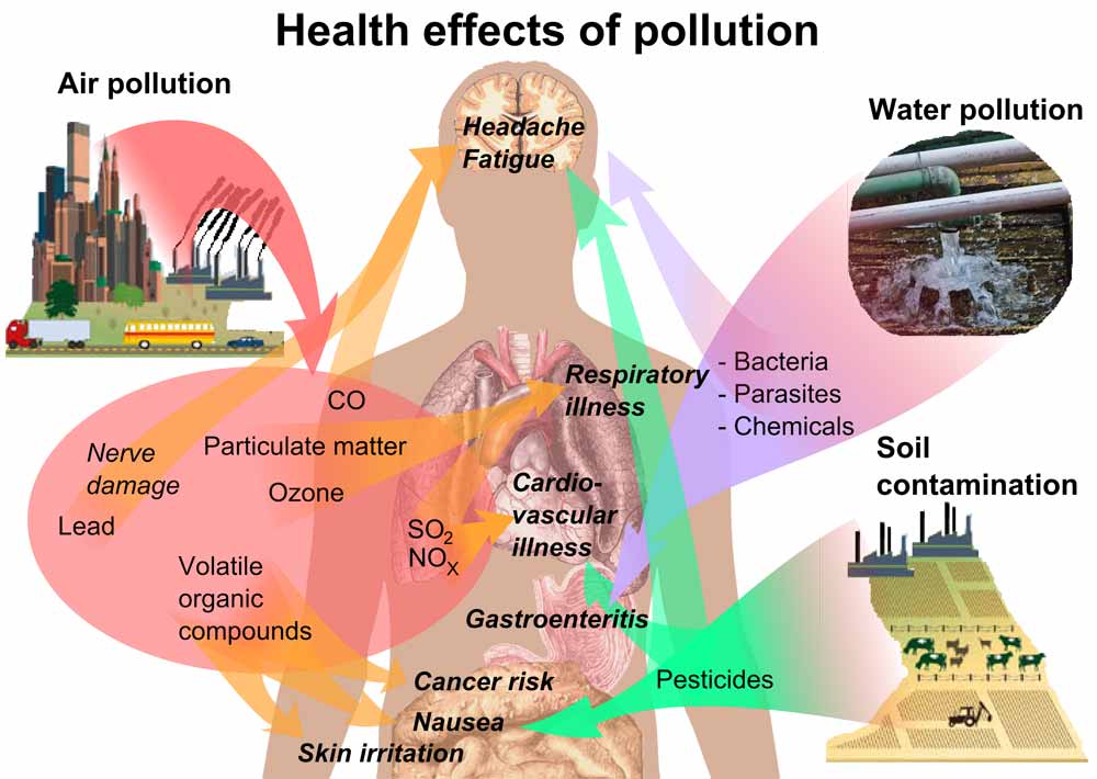 The Harmful Effects Of Toxic Chemicals In The Environment Science Online