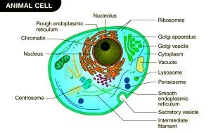 Non-membranous organelles and membranous organelles in the cytoplasm