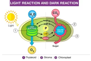 Light and dark reactions of the photosynthesis process