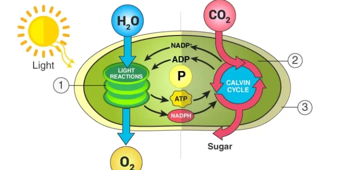 Light and dark reactions of the photosynthesis process