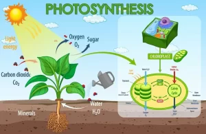 Mechanism of photosynthesis in green plants