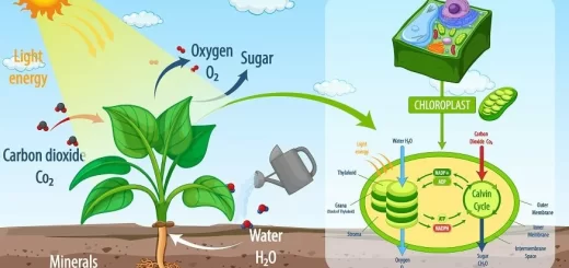 Mechanism of photosynthesis in green plants