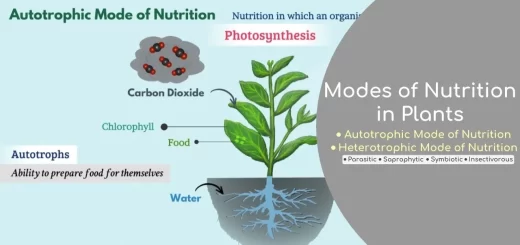 Nutrition in green plants
