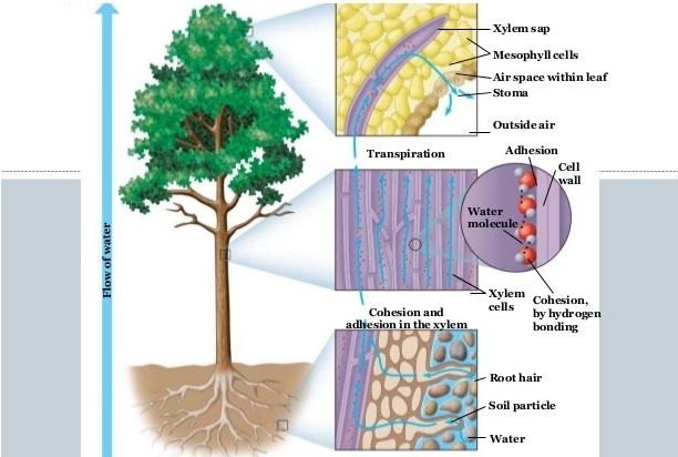 adhesion in plants