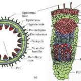 What is the difference between the physical changes and the chemical ...