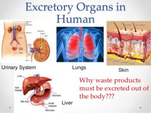 Diagram Of Excretory System In Human Beings