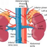 The structure of the human respiratory system | Science online