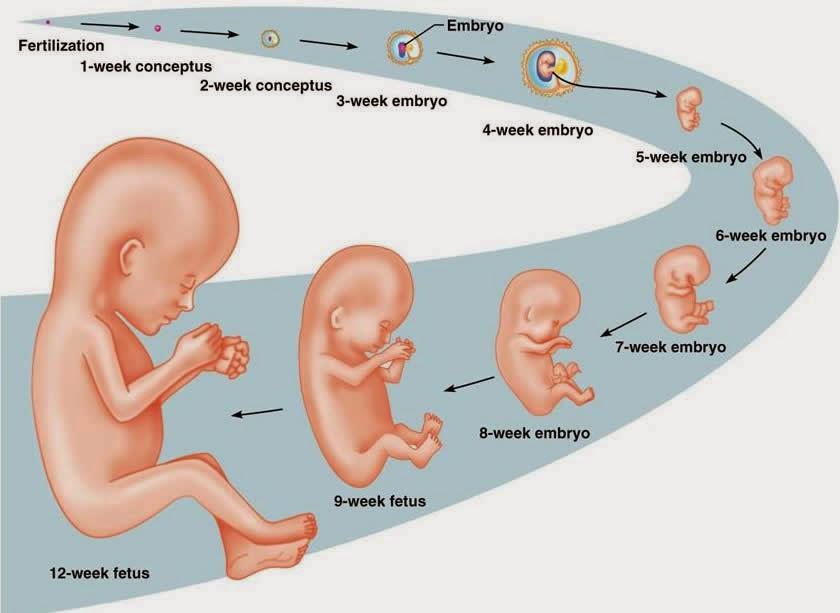 Fertilization Process Pregnancy And The Stages Of Embryonic 