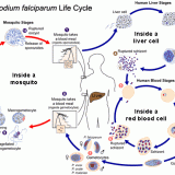 The function of the small intestine in the human digestive system ...