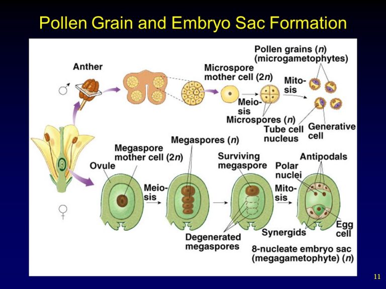 Pollen Grain And Embryo Sac Formation | Science Online