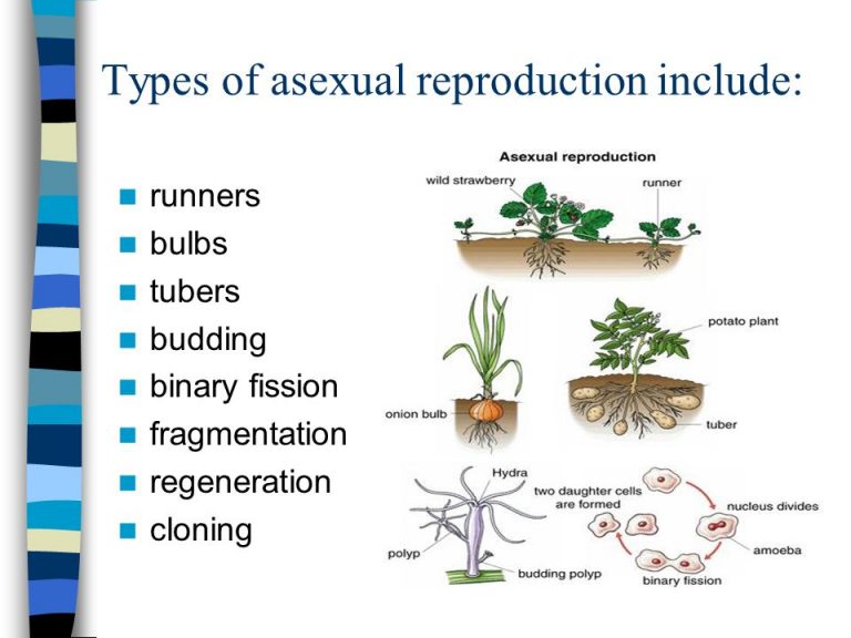 Types of asexual reproduction (Binary fission, Budding, Regeneration