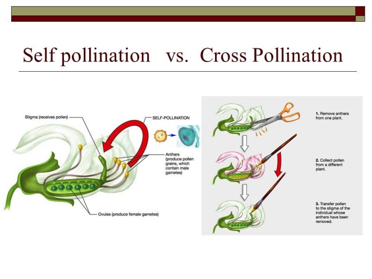 Pollination, Fertilization, Seed and Fruit formation in flowering
