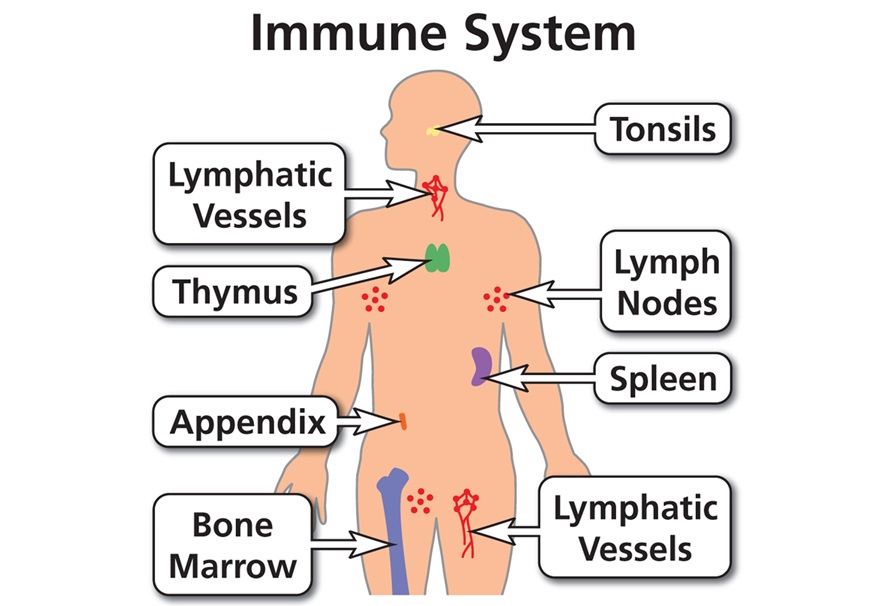 Human Immune System Functions And Structure Of The Lymphatic System In Human Science Online