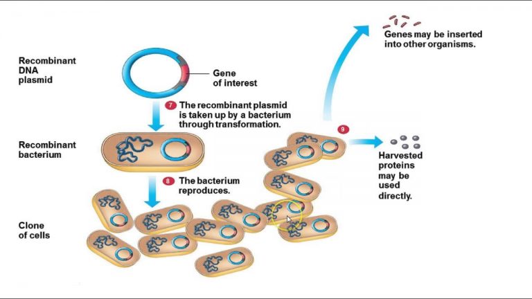 gene-cloning-basic-requirements-steps-plantlet