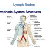 The function of the small intestine in the human digestive system ...