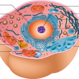 Functions of Lymphatic system, Structure of Lymph nodes, Spleen ...