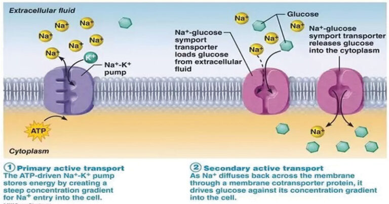 Types Of Transport Through Cell Membranes Active Transport Simple And Facilitated Diffusion