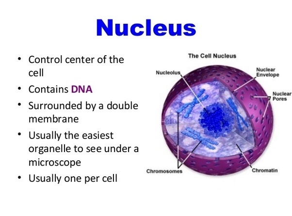 What Is The Structure And Function Of A Nucleus Animal Cell 