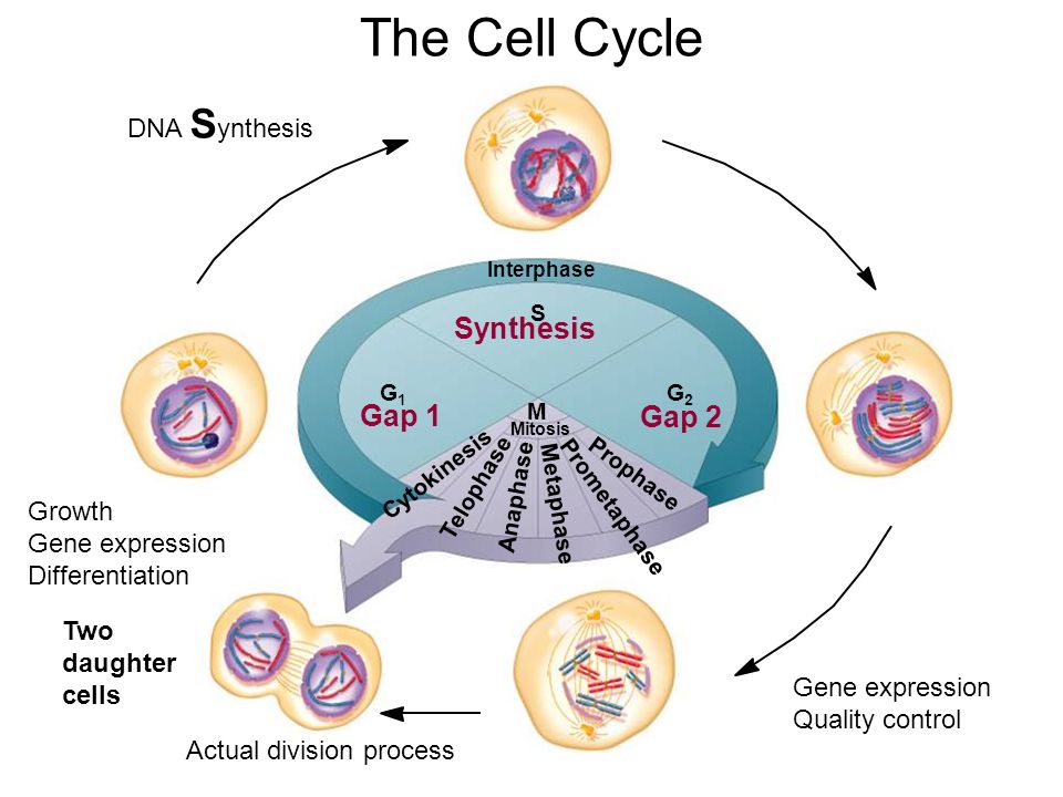 Regulation of the cell cycle, DNA synthesis phase, Interphase and