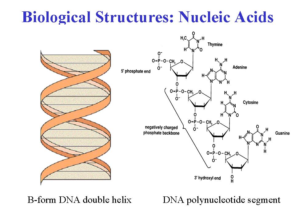 Ribonucleic Acid