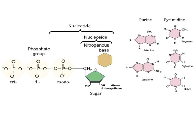 Importance of Nucleosides, Nucleotides, Purines, Pyrimidines & Sugars ...