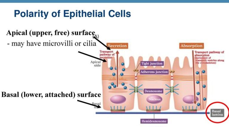 Epithelial Polarity Apical Basal And Lateral Surfaces Of Epithelial Cells Science Online 9776