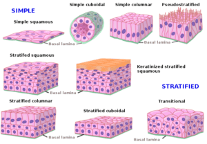 Tissues types, Epithelial tissue features, Covering & Glandular ...