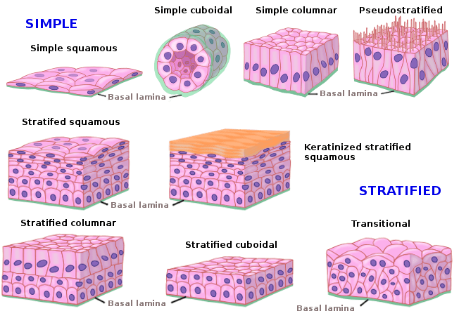 Tissues Types Epithelial Tissue Features Covering And Glandular 