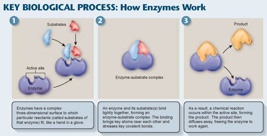 Enzymes Meaning Function Examples Mechanism Of Enzyme Action 