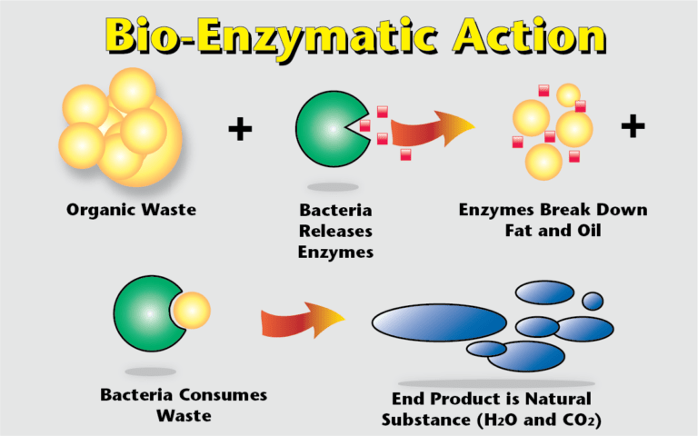 factors-affecting-the-rate-of-enzyme-reaction-importance-of-enzyme