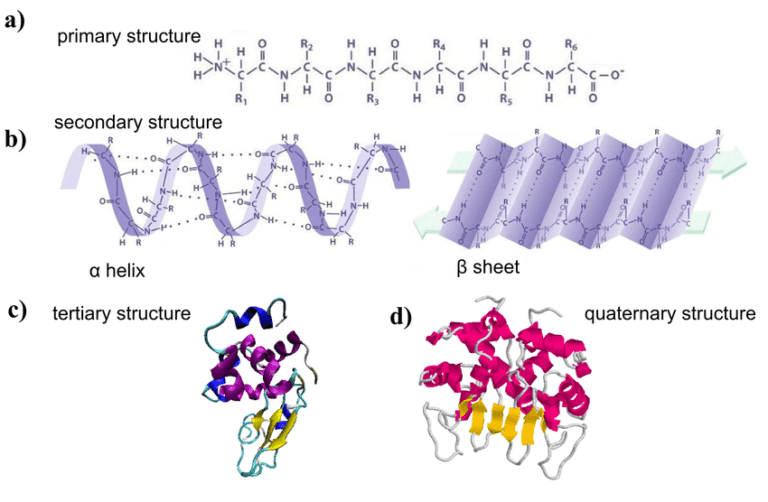 Protein Definition Structure Order Denaturation And Bonds Responsible For Protein Structure 2007