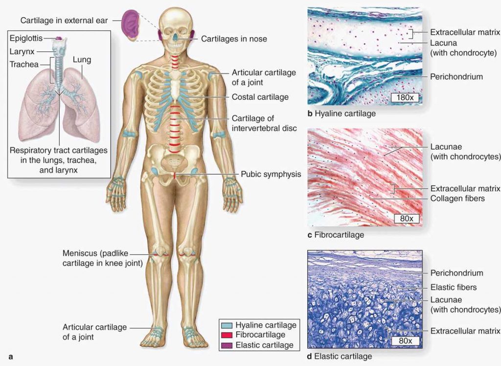 supporting-connective-tissue-cartilages-function-structure-types