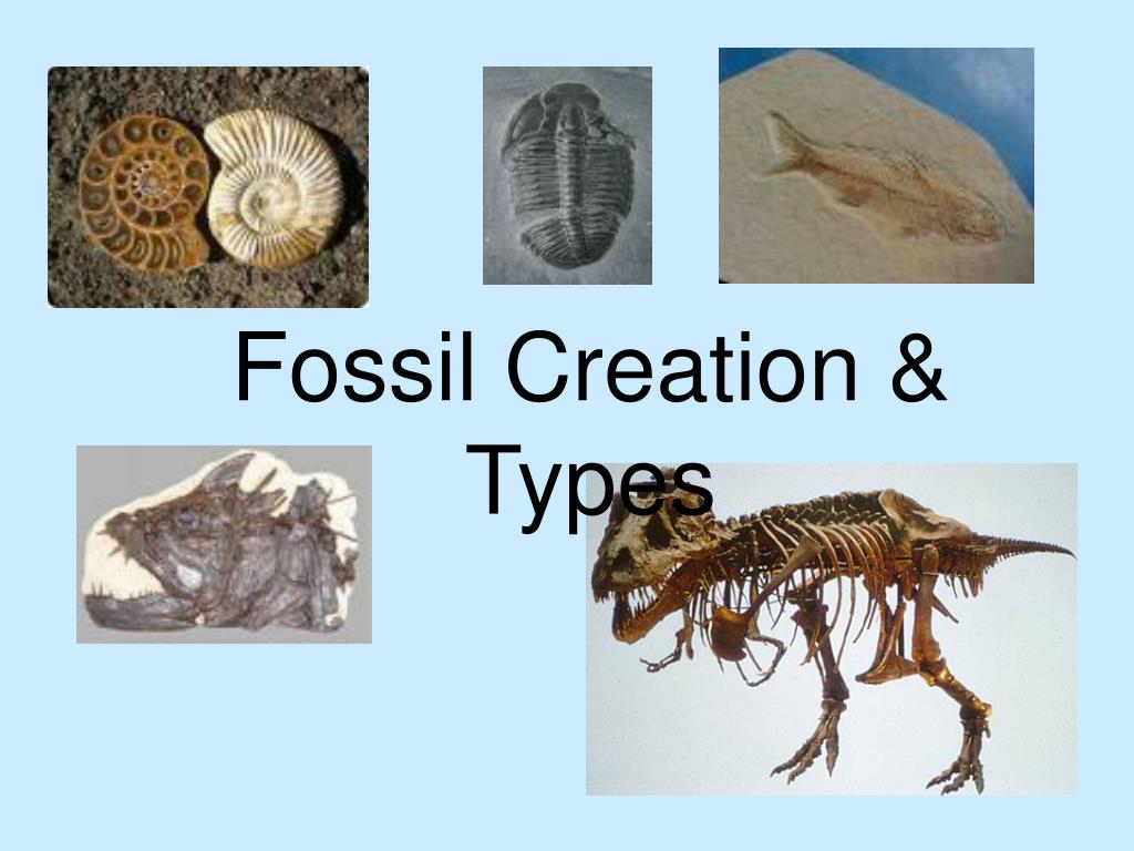 mold fossils