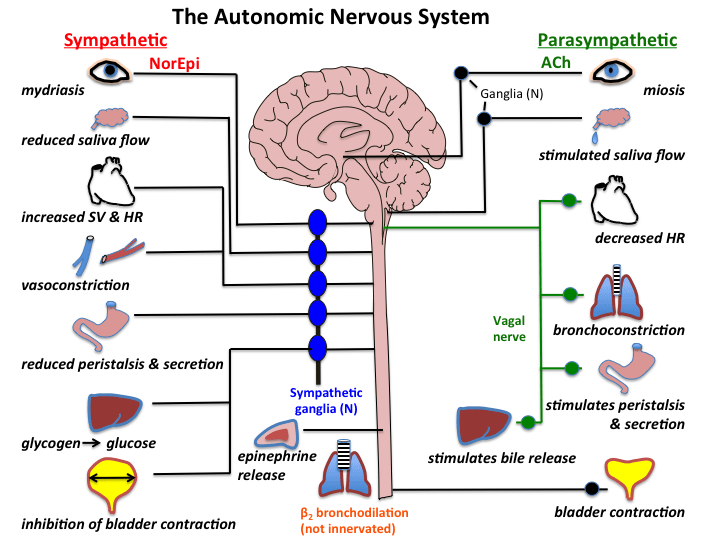 Functions Of Sympathetic Nervous System Role Of The Sympathetic In 