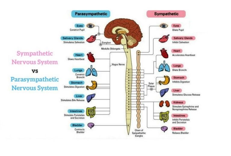 functions-of-parasympathetic-nervous-system-antagonistic-synergistic