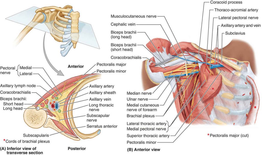 The Axilla | Science online